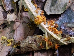 Physarum virescens
