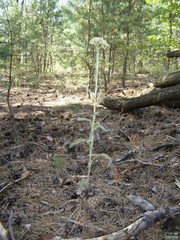 Achillea pannonica