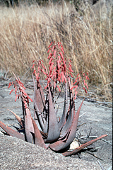 Aloe chabaudii