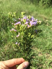 Chromolaena hirsuta