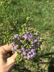 Chromolaena hirsuta