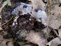 Phellodon niger alboniger
