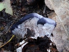 Phellodon niger alboniger