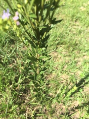 Chromolaena hirsuta