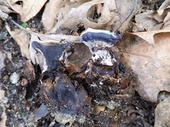 Phellodon niger alboniger