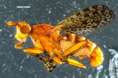 Sciomyzoidea