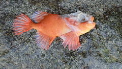 Gnathanacanthus goetzeei