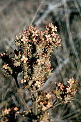Kalanchoe lanceolata