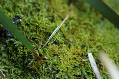 Thuidiopsis sparsa