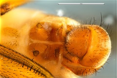Sciomyzoidea