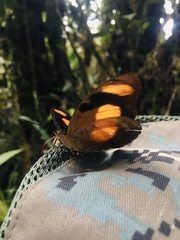 Catonephele salambria