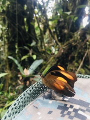 Catonephele salambria