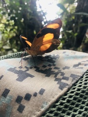 Catonephele salambria