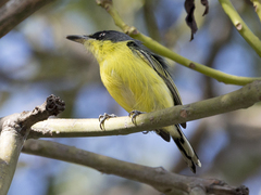 Todirostrum cinereum