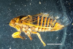 Cicadettini