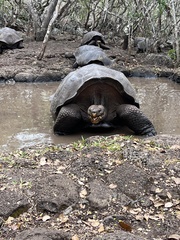 Chelonoidis niger chathamensis