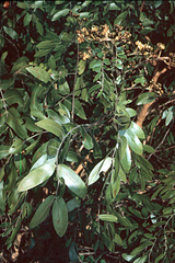 Julbernardia globiflora