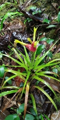 Guzmania pearcei