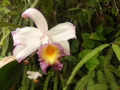 Sobralia ecuadorana