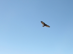 Geranoaetus polyosoma