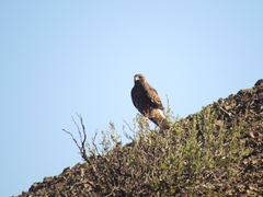 Geranoaetus polyosoma