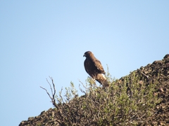 Geranoaetus polyosoma
