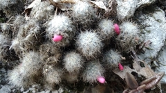 Mammillaria prolifera