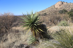Yucca madrensis