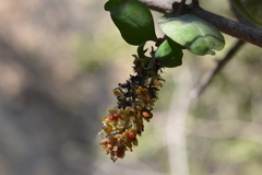 Ercilla spicata