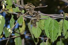 Ercilla spicata