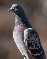 Columba livia domestica