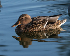 Anas platyrhynchos
