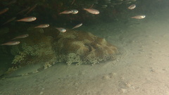 Pempheris multiradiata
