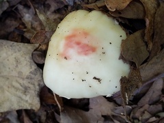 Amanita aestivalis