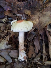 Amanita aestivalis