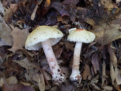 Amanita aestivalis