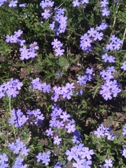Glandularia mendocina