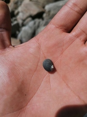 Nerita scabricosta
