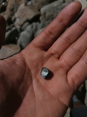 Nerita scabricosta
