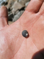 Nerita scabricosta