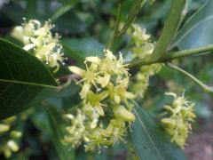 Acronychia imperforata