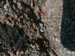 Echinolittorina aspera