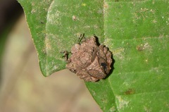 Cyrtocoris egeris