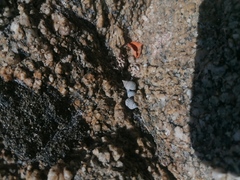 Echinolittorina aspera