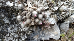 Mammillaria prolifera