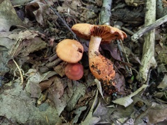 Cortinarius rubripes