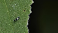 Trypanalebra maculata