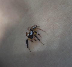 Asaracus megacephalus