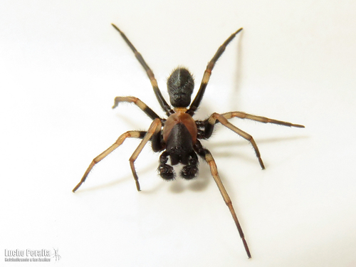 Amaurobius thoracicus