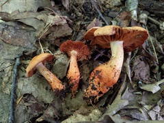 Cortinarius rubripes